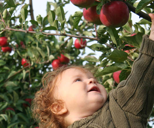 Pick Your Own Orchards