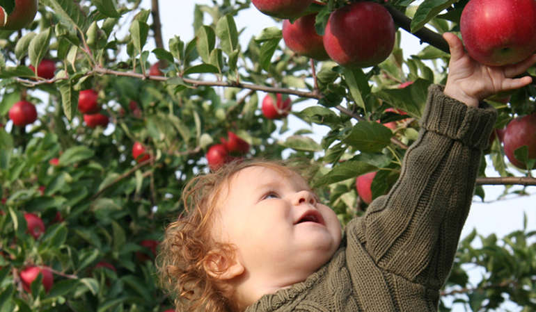 Pick Your Own Orchards